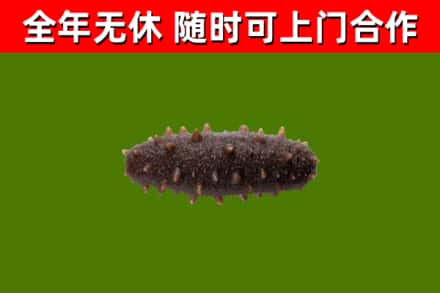 宝鸡烟酒回收干海参.jpg